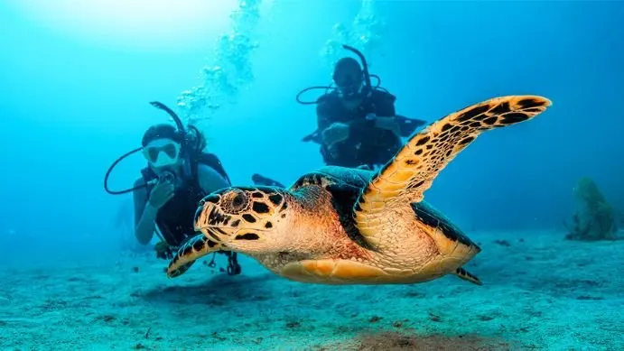 PADI Open Water Diver (For Beginners, Juniors & Adults)  