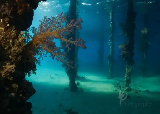 Night Dive